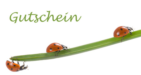 Marienkäfer, Glücksbringer