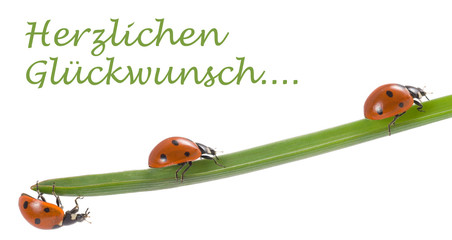 Marienkäfer, Glücksbringer