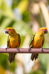 Sun conure parrot on the background of nature