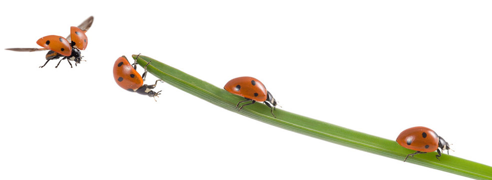 Marienk&auml;fer, Gl&uuml;cksbringer
