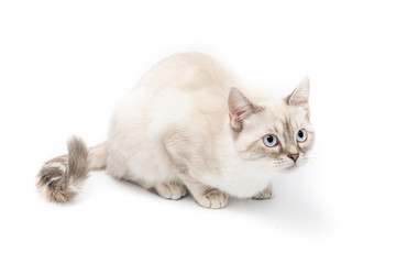 Gattino bianco isolato su sfondo bianco - obrazy, fototapety, plakaty