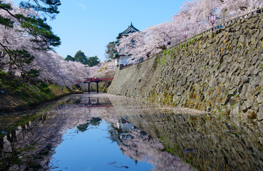 Cherry blossoms at the Hirosaki Castle Park in Hirosaki, Aomori,