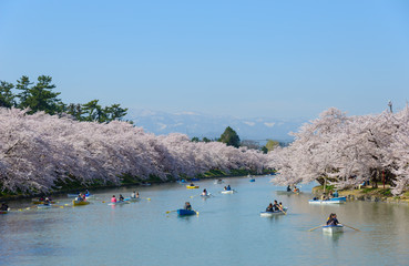 Cherry blossoms at the Hirosaki Castle Park in Hirosaki, Aomori,