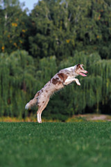 Border collie doing tricks in the Park