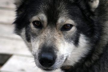 Siberian hunting dog Laika, Siberia
