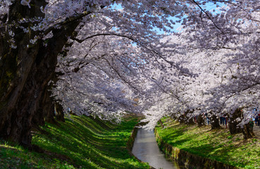 Cherry blossoms at the Hirosaki Castle Park in Hirosaki, Aomori,