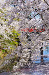 Cherry blossoms at the Hirosaki Castle Park in Hirosaki, Aomori,