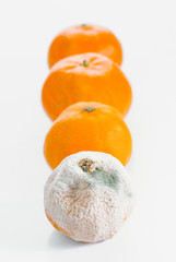 group of tangerines with mold
