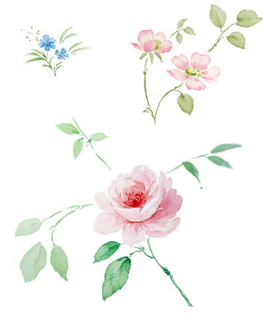 bouquet rose acquerello