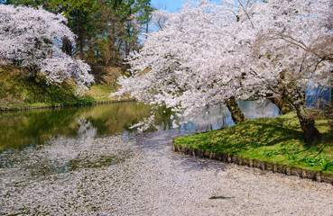 Fototapeta premium Cherry blossoms at the Hirosaki Castle Park in Hirosaki, Aomori,