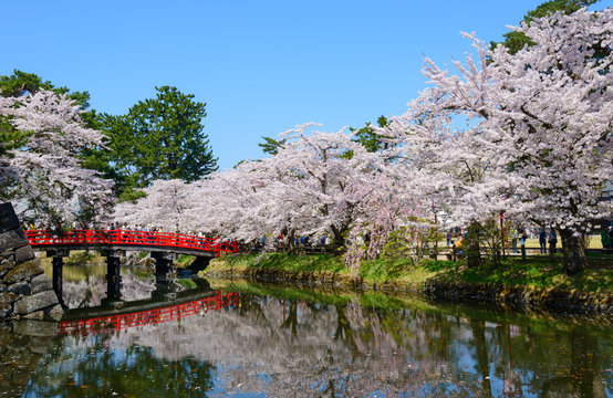 Cherry blossoms at the Hirosaki Castle Park in Hirosaki, Aomori,