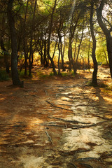 Obraz premium Path on the forest