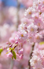 Obraz premium Cherry blossoms