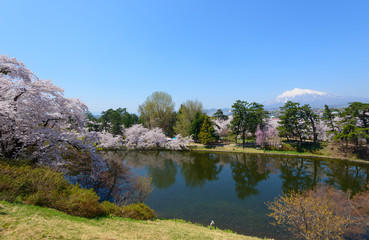 Fototapeta na wymiar Cherry blossoms at the Hirosaki Castle Park in Hirosaki, Aomori,