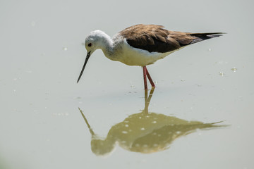 Cavaliere d'Italia 2