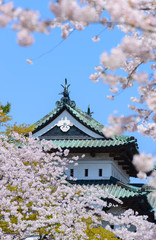 Cherry blossoms at the Hirosaki Castle Park in Hirosaki, Aomori,