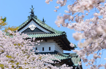 Cherry blossoms at the Hirosaki Castle Park in Hirosaki, Aomori,