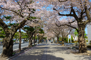 Cherry trees at the Komakaido in Towada, Aomori, Japan
