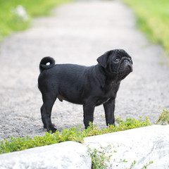 Little black pug puppy