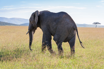 Fototapeta na wymiar elephant walking in the savanna