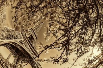 Panele Szklane  Wieża Eiffla z wiosennym drzewem w Paryżu, Francja