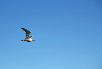 seagull flying