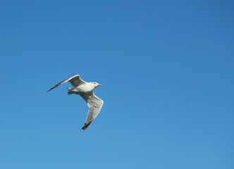 seagull