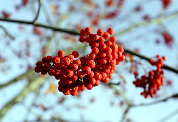 Large red rowan