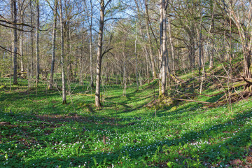Wood anemone glade