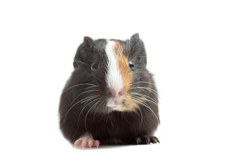 guinea pig on a white background