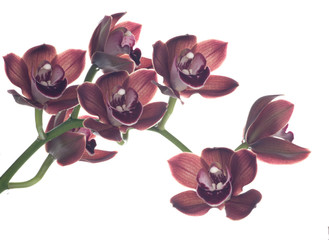 Orchid flowers over white (Cymbidium sp)