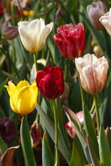 Tulips