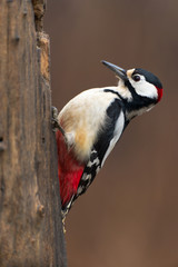 Picchio rosso maggiore