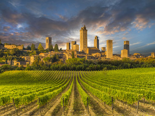 Weinberge von San Gimignano, Toskana, Italien