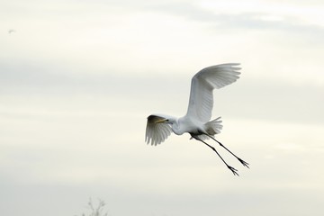 Flying White Heron 1
