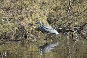 Standing grey heron