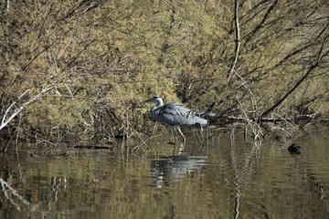 Standing grey heron 2