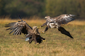 Aquila di mare combattimento