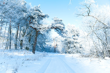 Beautiful winter landscape with snow covered trees - white world