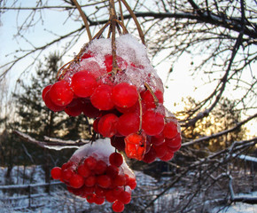 bright red viburnum with icicles on top