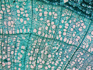 Tilia stem micrograph