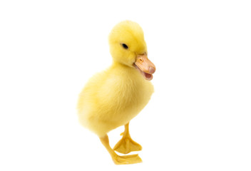 small Duckling