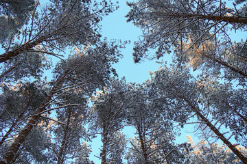 snow-covered tops of the pines against the sky