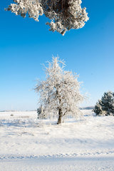 Beautiful winter landscape with snow covered trees - white world