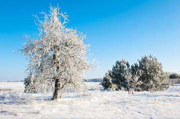 Beautiful winter landscape with snow covered trees - white world