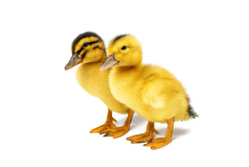 small Duckling