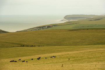 cows and Downs coast near Eastbourne