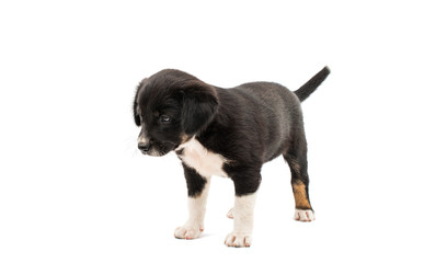 puppy isolated