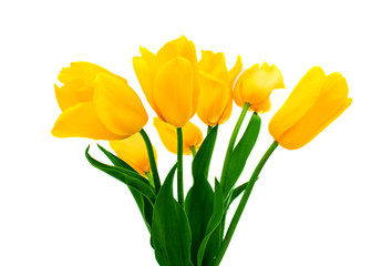 yellow tulip