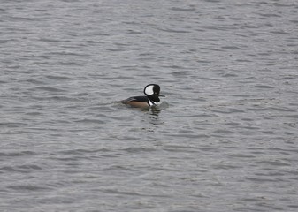 The Hooded merganser is swimming